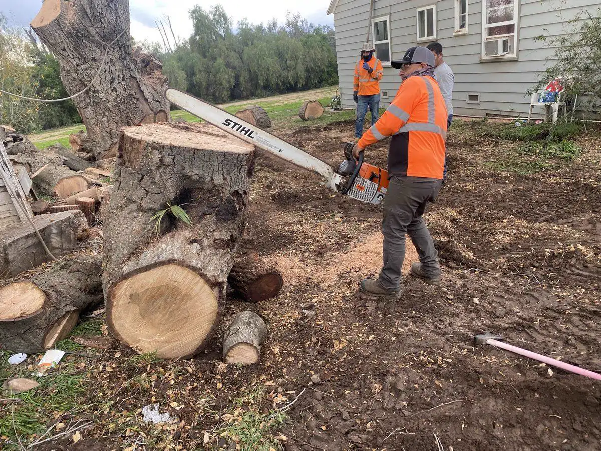 Crew member removing a tree with a chainsaw
