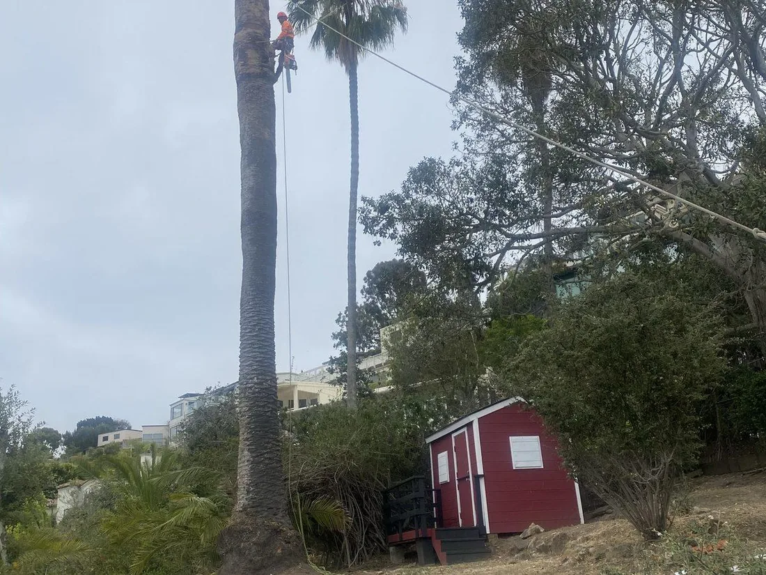 Emergency storm limb cleanup