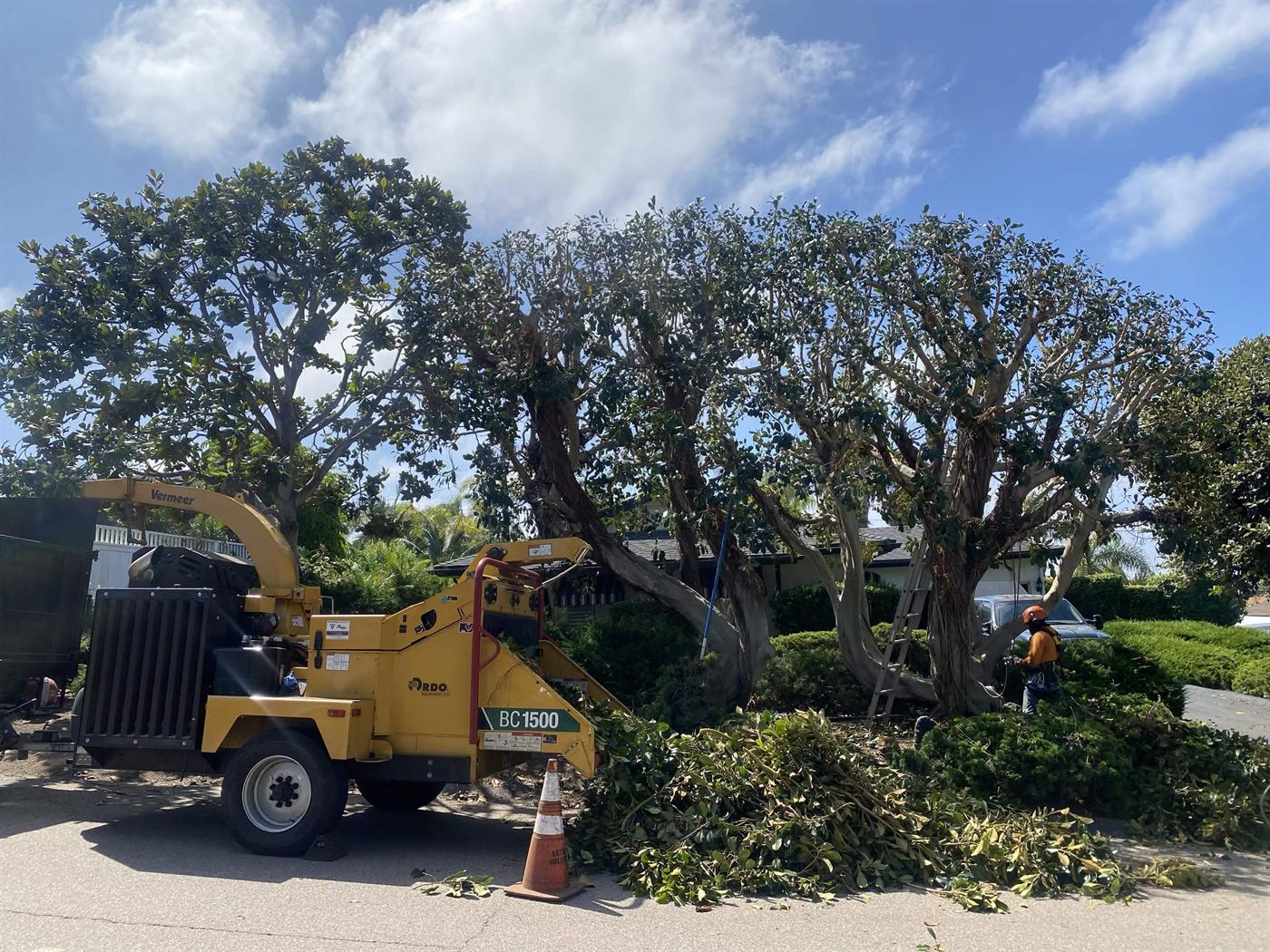 Tree trimming crew and chipper working on a residential tree