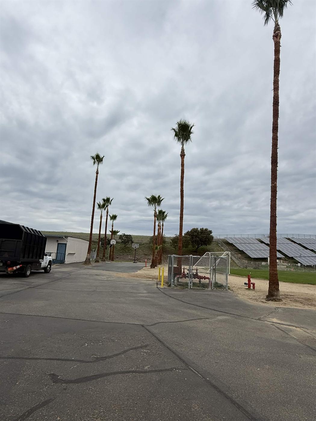 Tall palm cleanup along a street