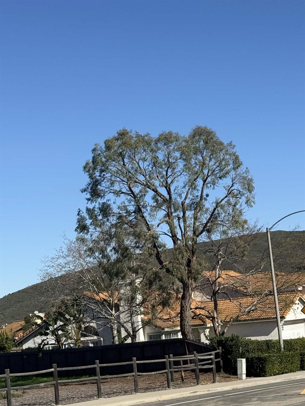 Large tree and hillside property before cleanup
