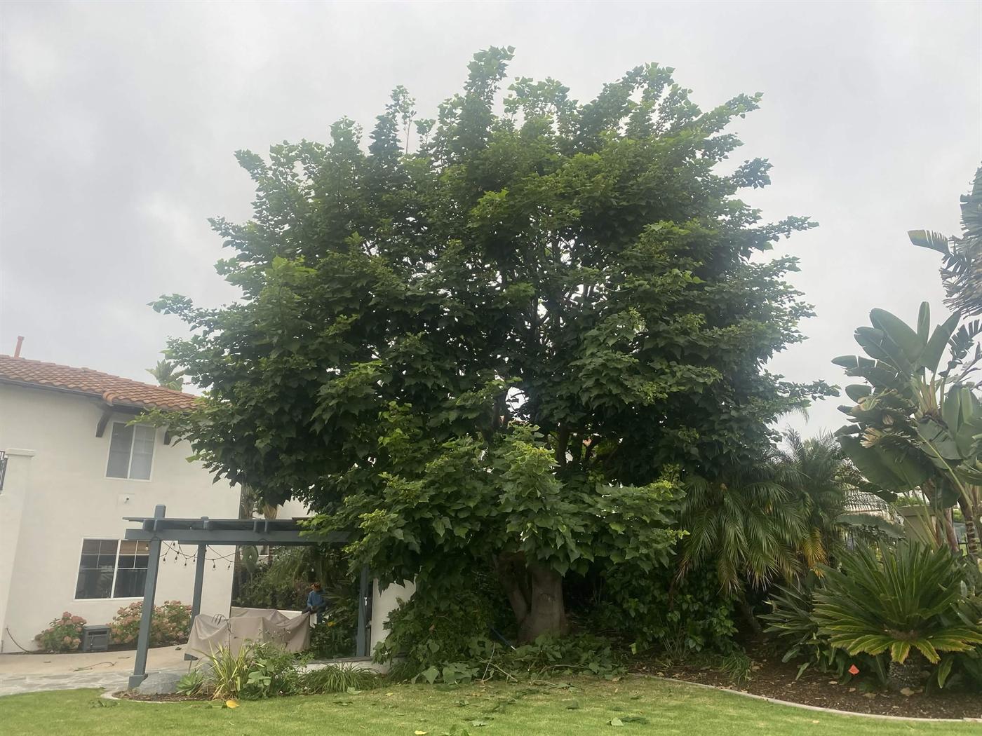 Overgrown tree before cabling and lacing work