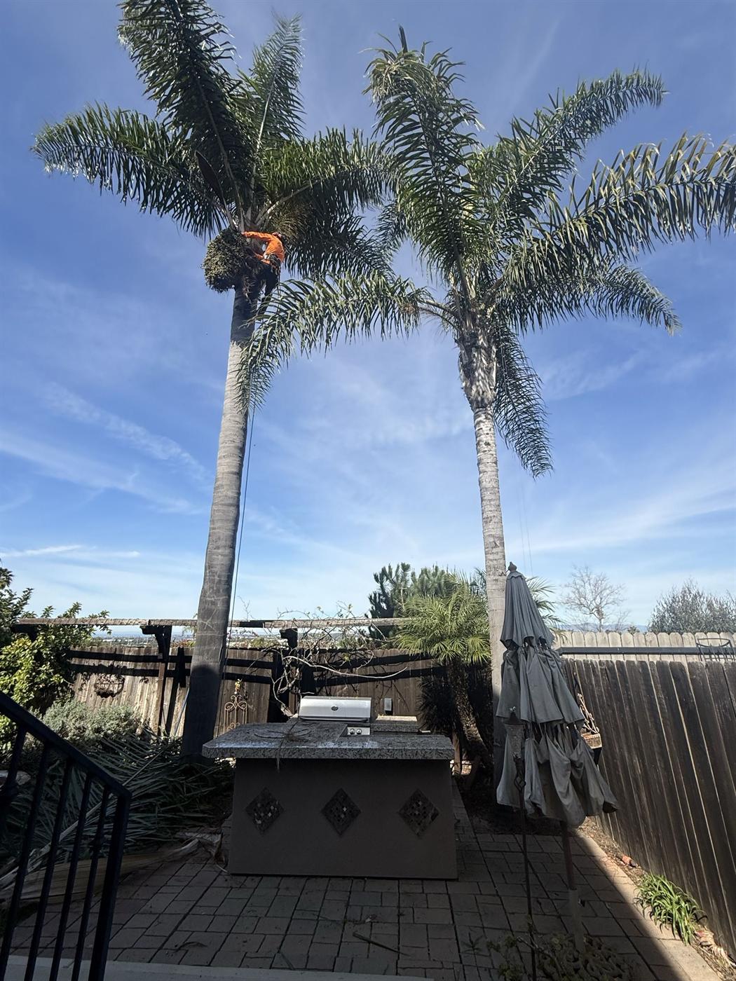 Palm climber working above a fence and patio