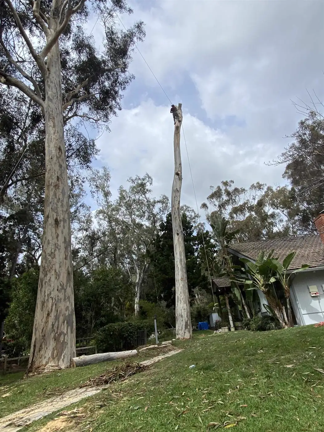 Completed property after tree trimming and cleanup