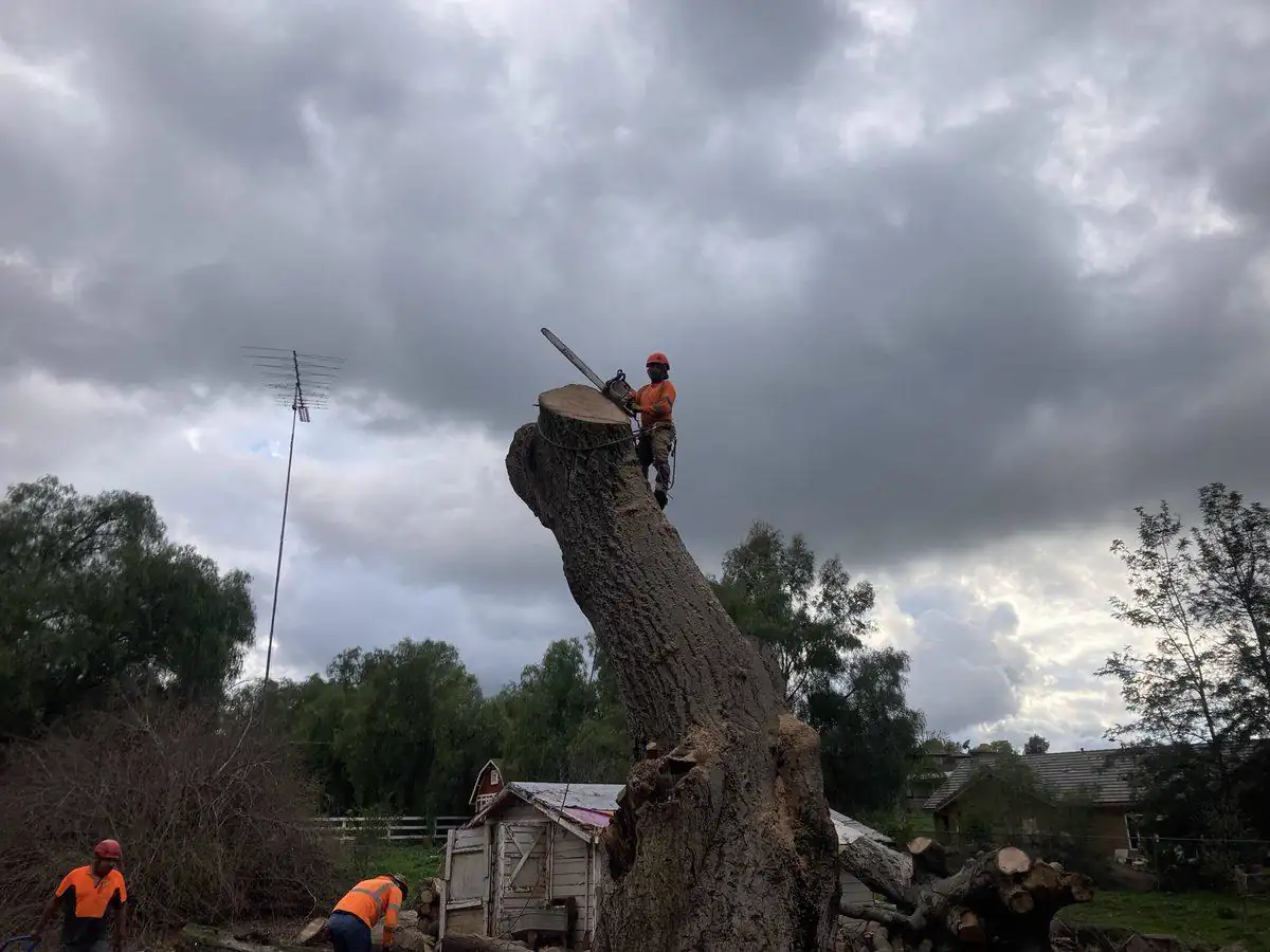 Large tree removal in progress in a North County San Diego yard