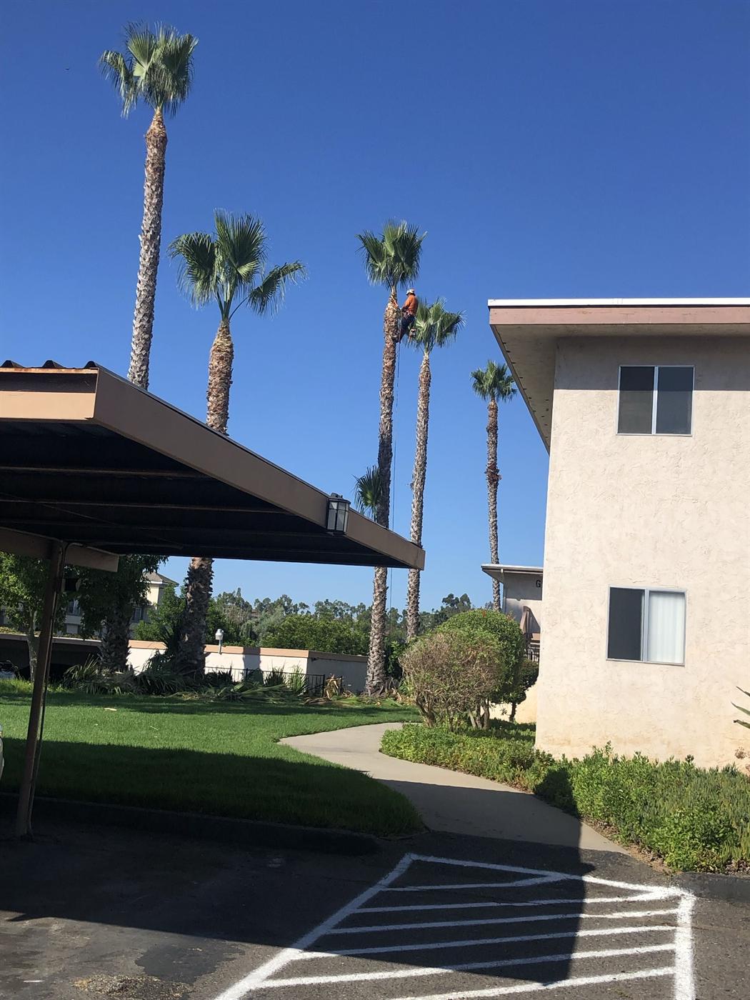Tall palms beside a residential building
