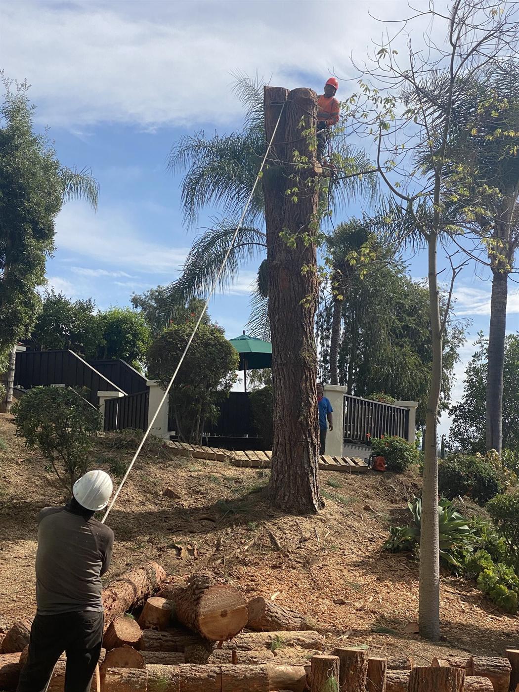Fresh cut trunk sections during tree removal
