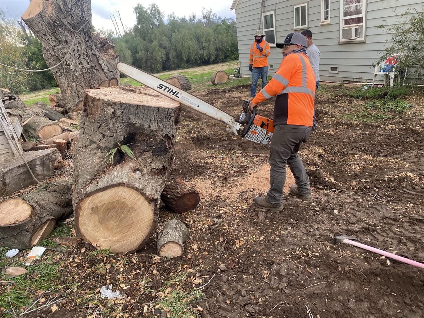 Crew member cutting trunk sections on the ground