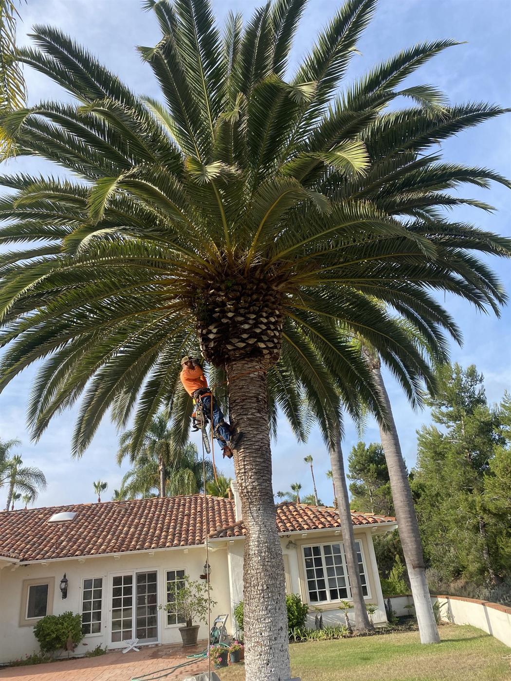 Palm climber working over a residential roofline