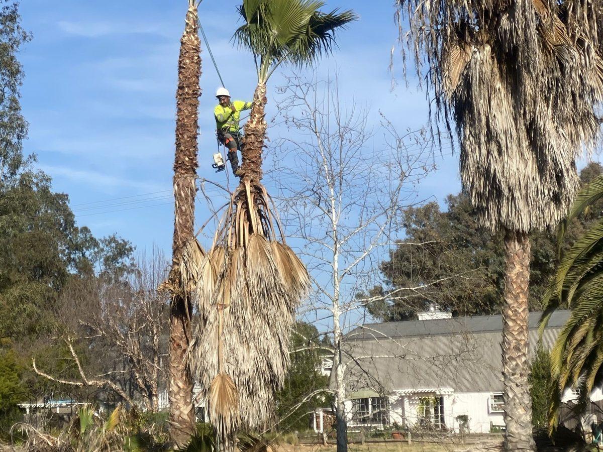 Palm frond and seed-pod cleanup after a trim in San Marcos