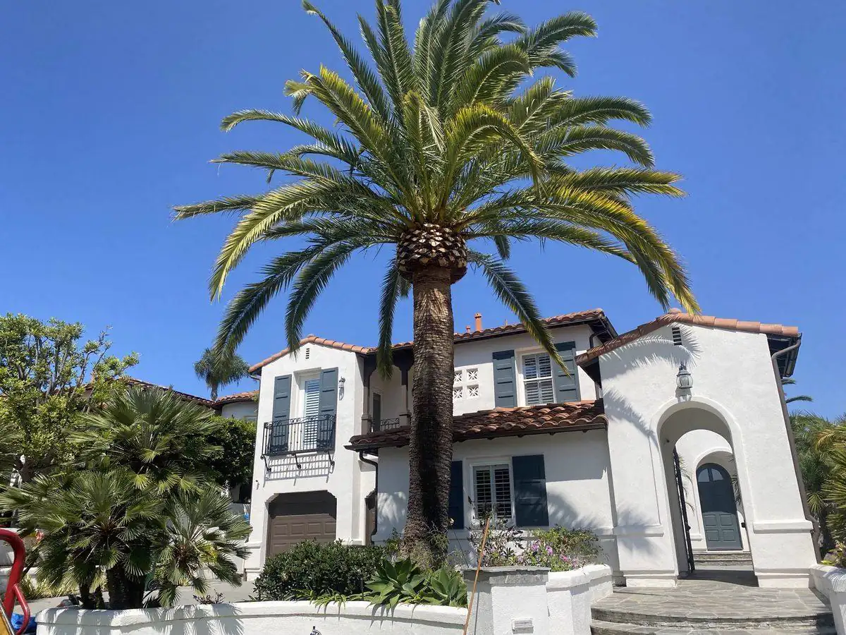 Palm trimming on a North County estate property