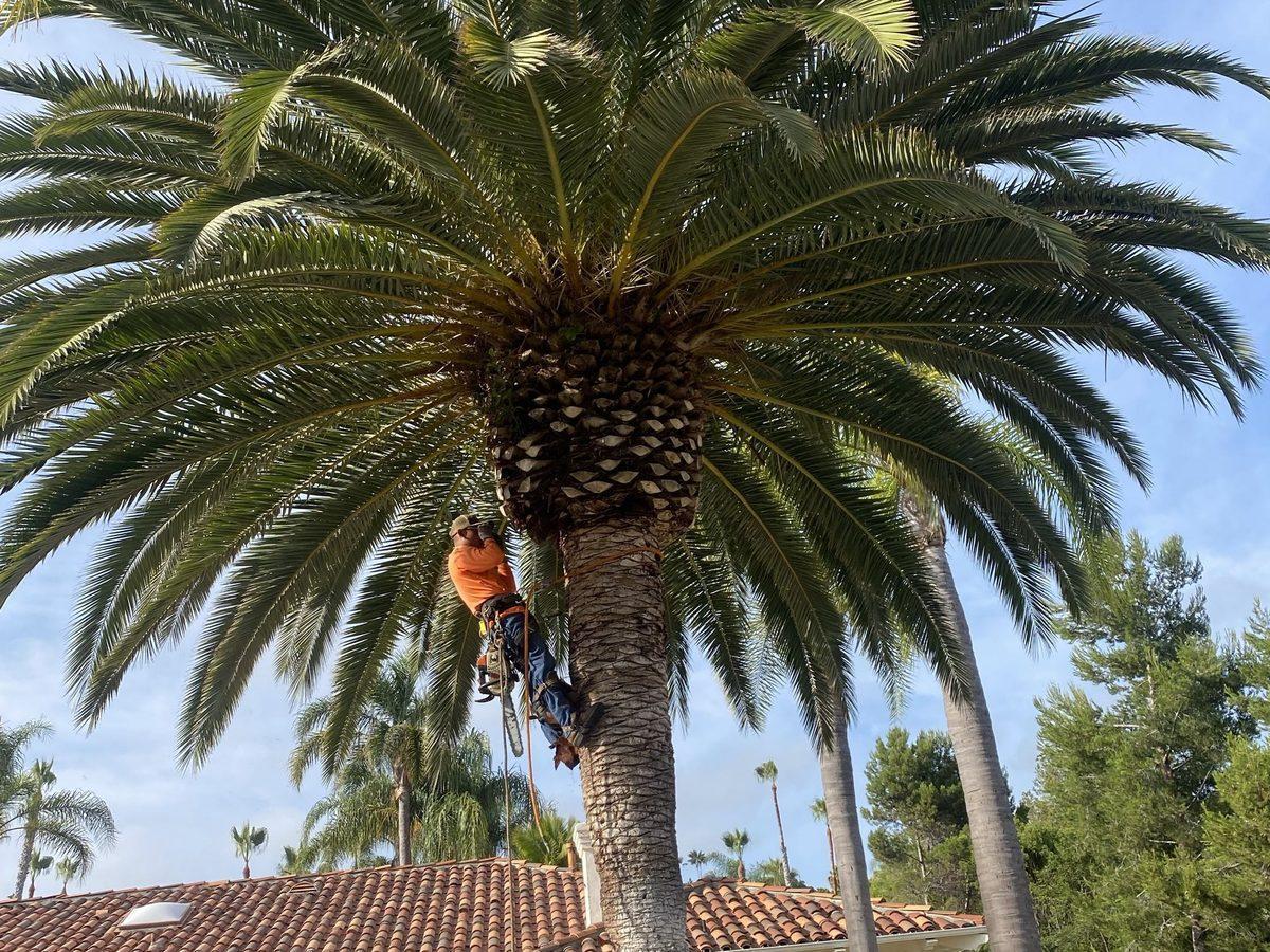 Artistic Solutions crew trimming tall queen palms on a property in the San Marcos and North County San Diego area — fronds and seed pods cleaned up
