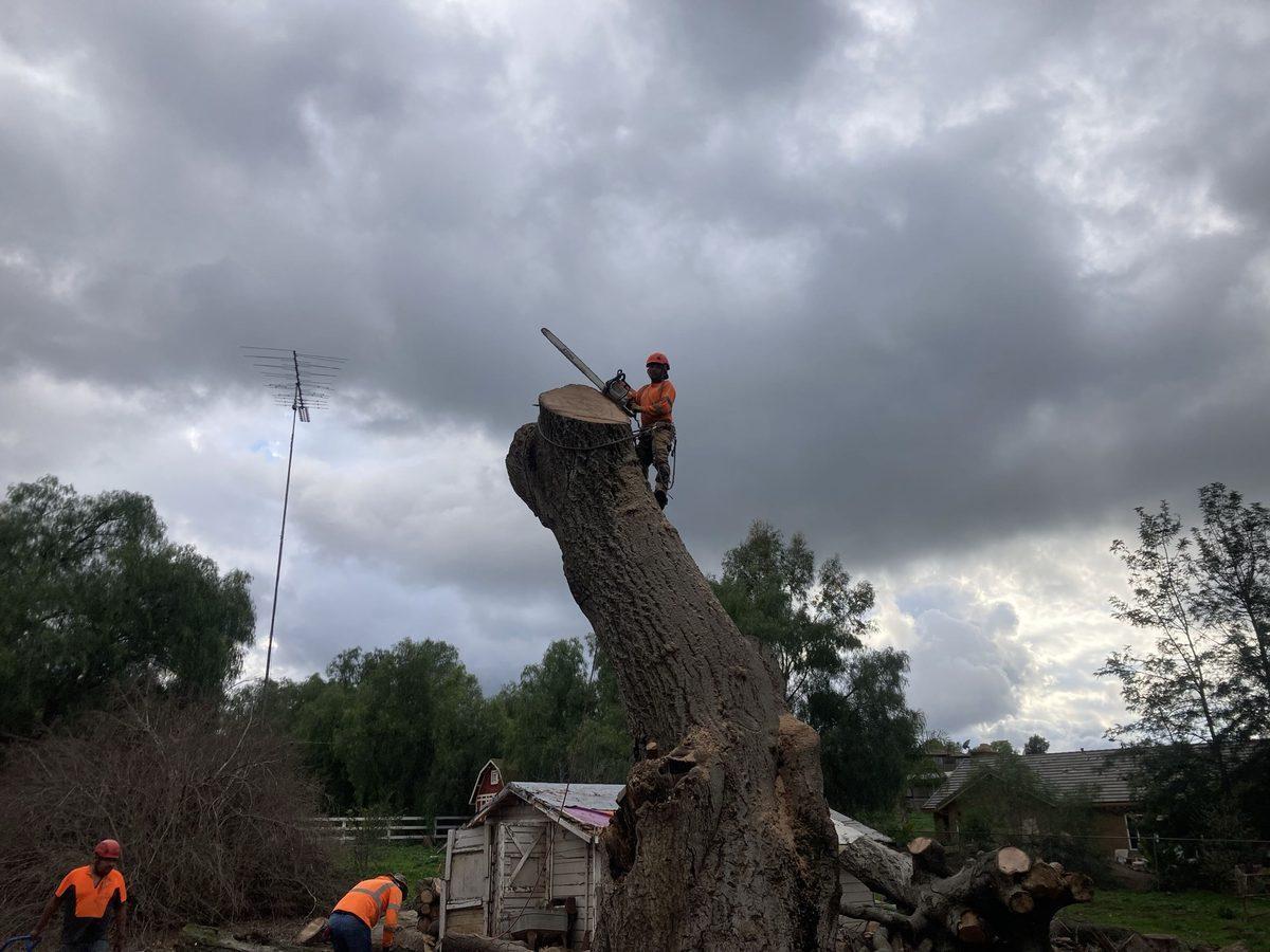 Tree removal in progress on a North County San Diego property by Artistic Solutions