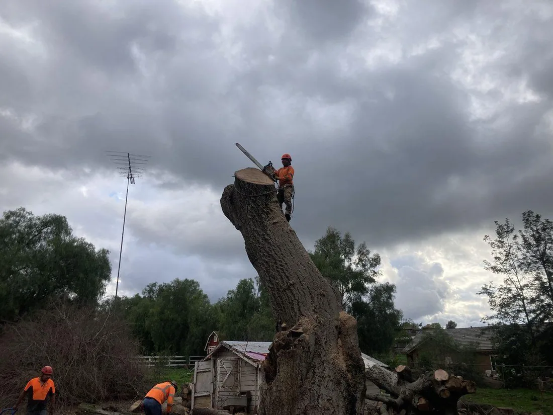 Climber working on a tall palm trunk