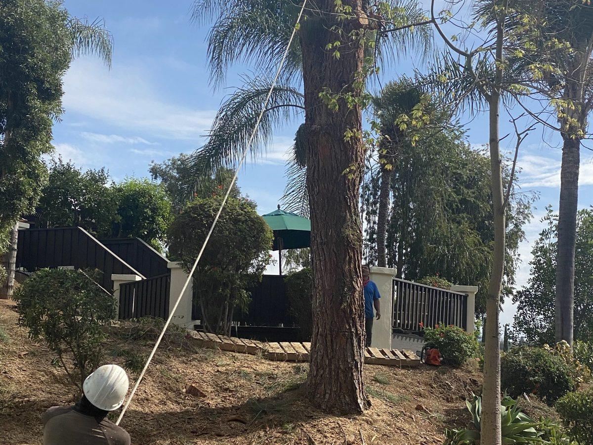 Artistic Solutions crew member roping down a tall pine on a North County backyard, palms and deck behind