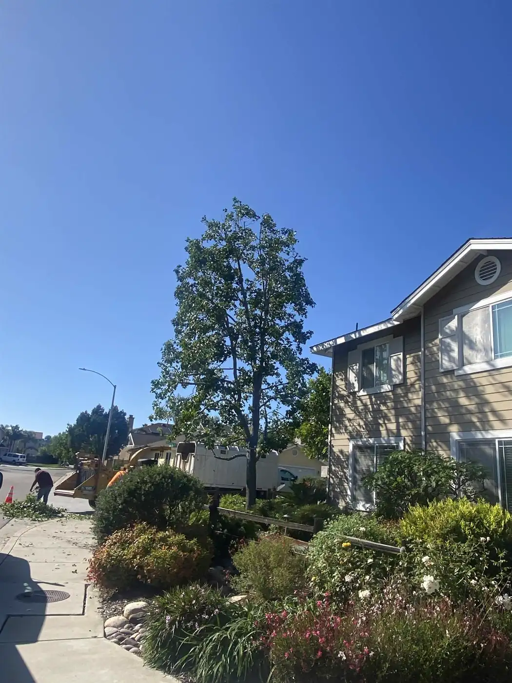 Same tree after careful crown reduction and thinning by Artistic Solutions