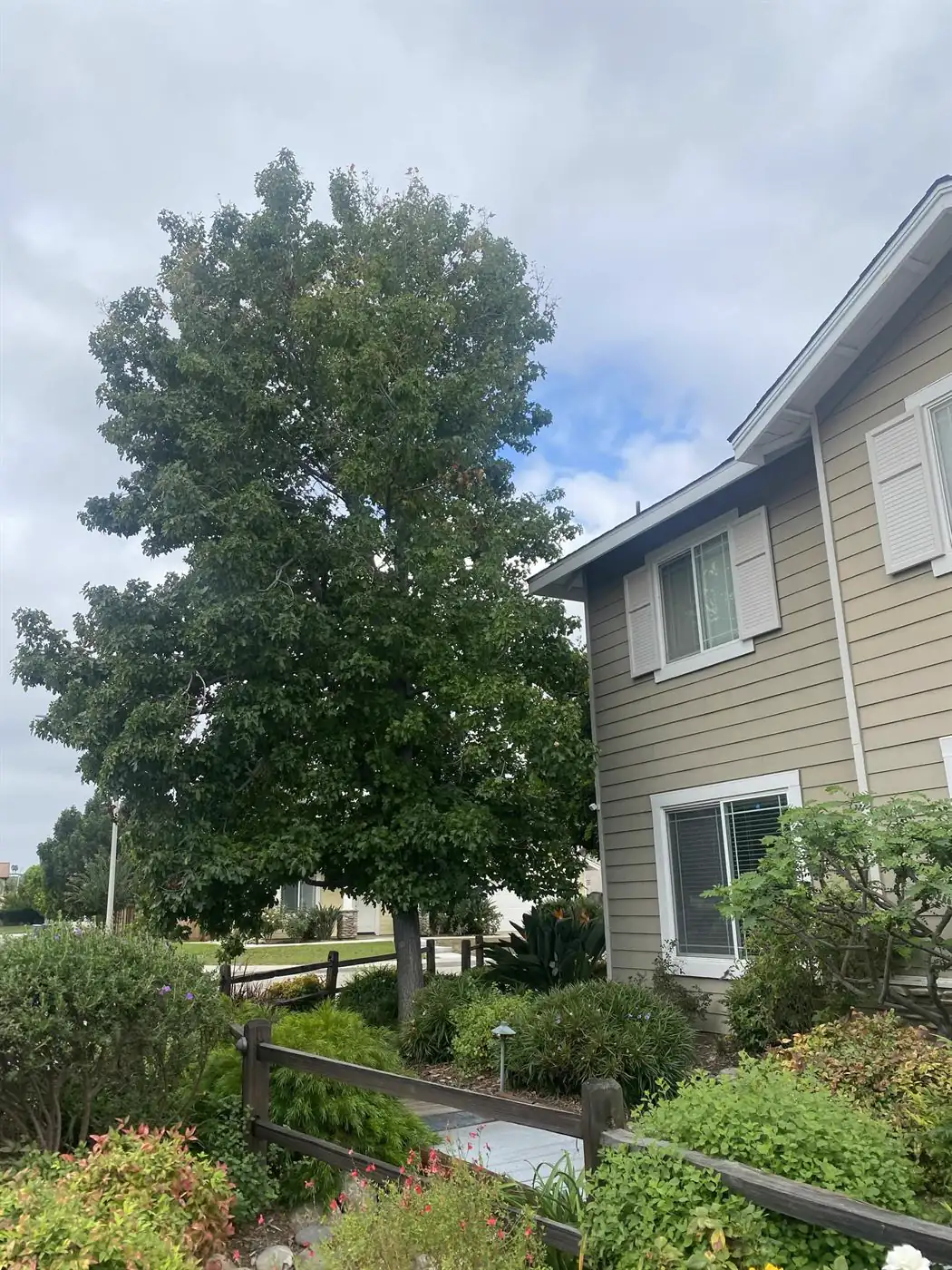 Overgrown, dense tree canopy before crown thinning in North County San Diego