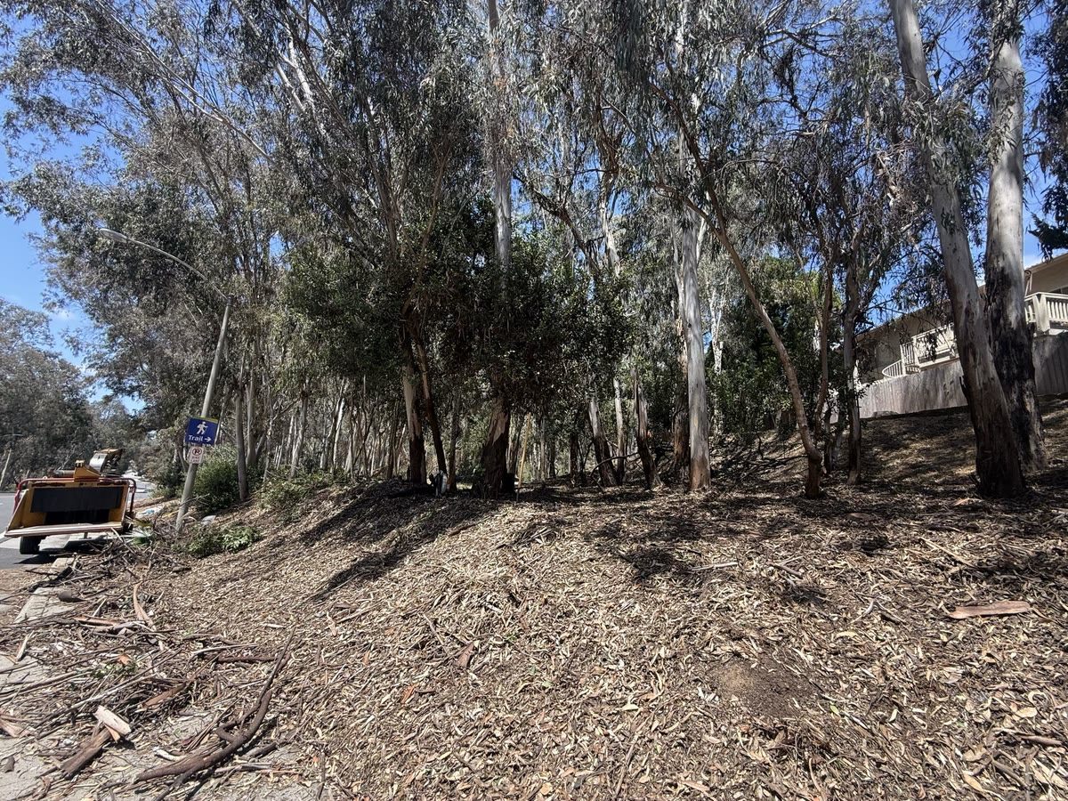 Fire clearance result — cleared and mulched defensible space